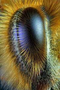 COMPOUND BEE'S EYE